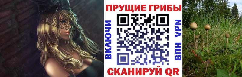 купить наркотик  Кисловодск  Псилоцибиновые грибы мицелий 